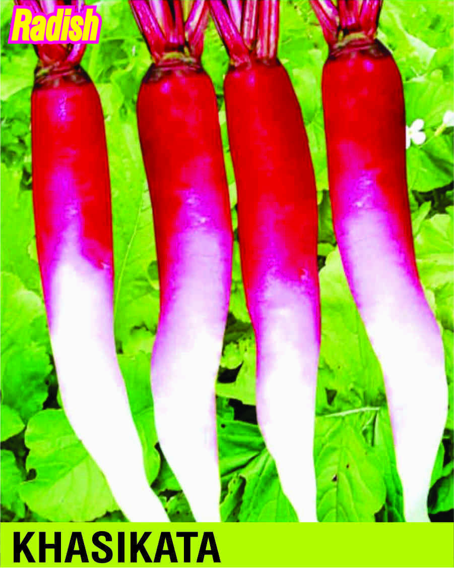 Khasikata Bombay Half Red